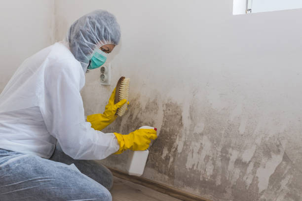 Best White Mold Remediation in Fort Shawnee, OH