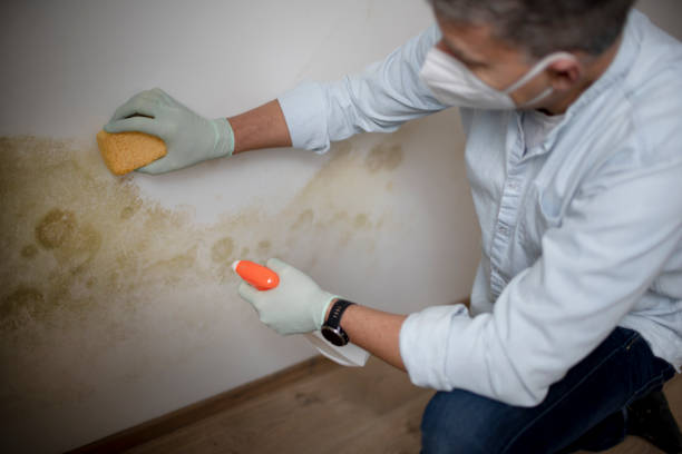 Best Kitchen Mold Remediation in Fort Shawnee, OH