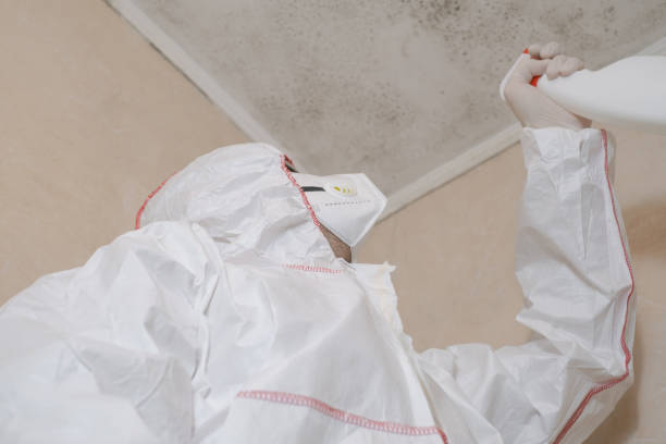 Best Basement Mold Remediation in Fort Shawnee, OH