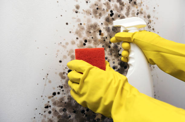 Best Post-Flood Mold Remediation in Fort Shawnee, OH