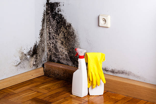 Best Localized Mold Remediation (e.g., coastal areas, humid climates) in Fort Shawnee, OH