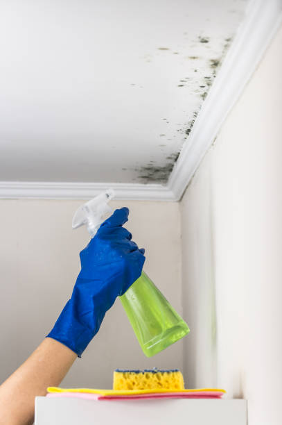 Best Health and Safety Mold Remediation in Fort Shawnee, OH